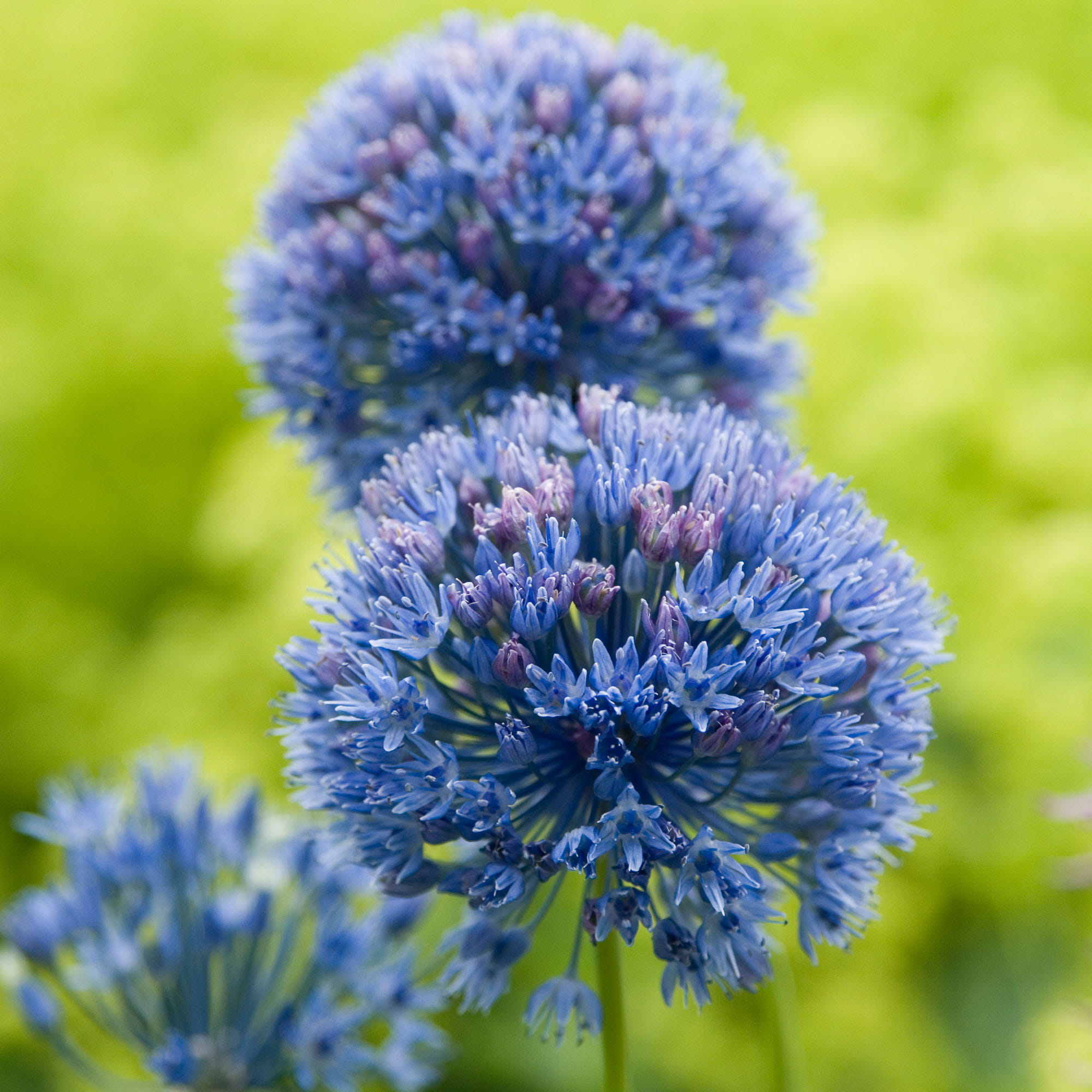allium-caeruleum.jpg