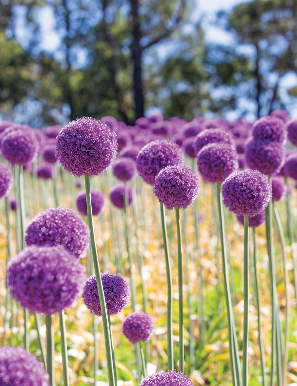 allium-giganteum_2.jpg