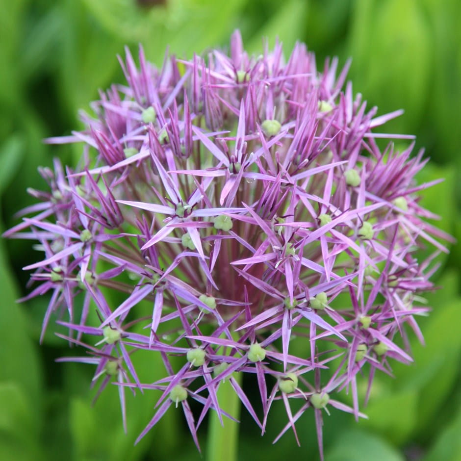 Allium-Christophii-Czosnek-Krzysztofa.jpg