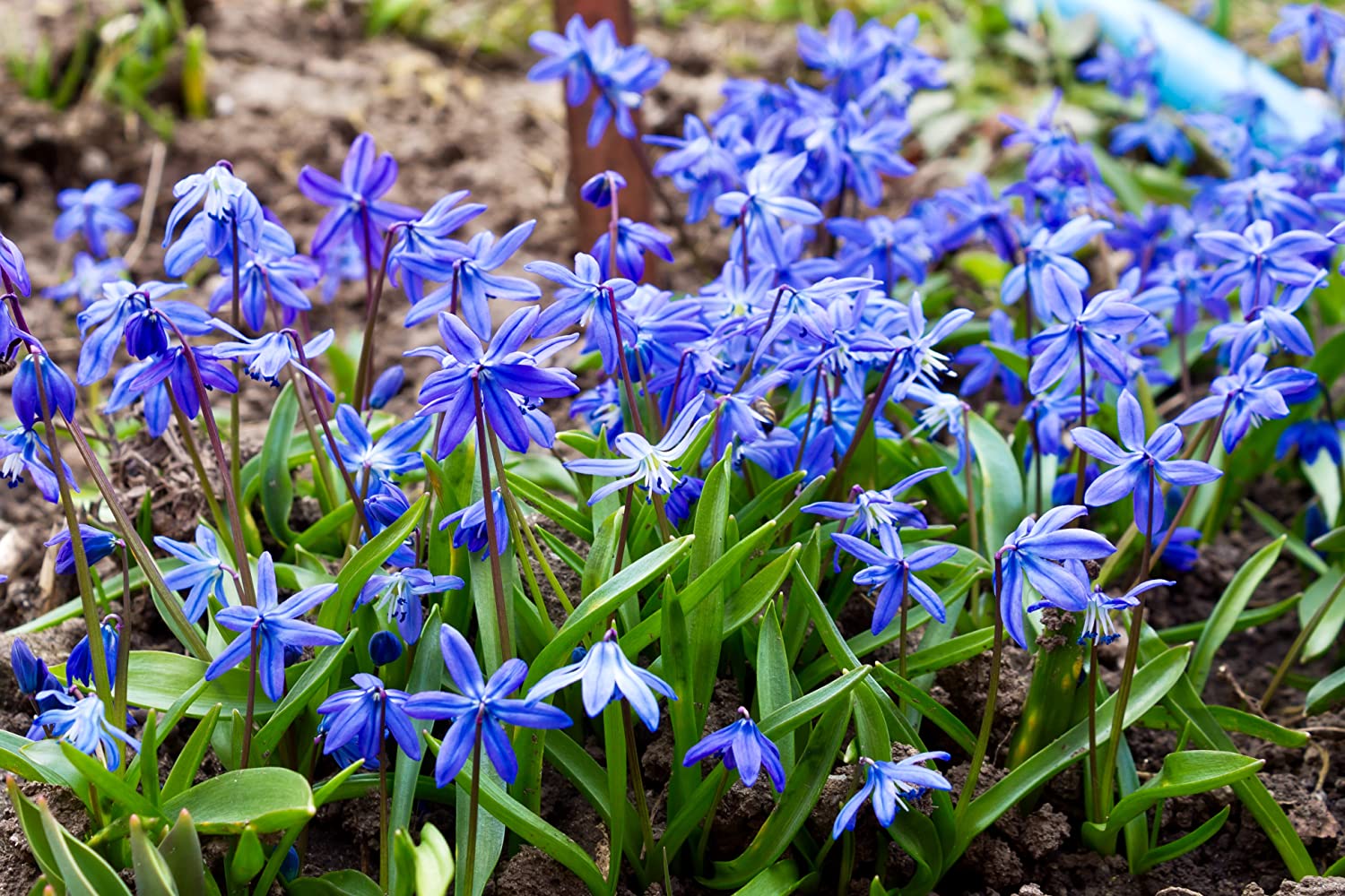 scilla-siberica-blue-niebieska-cebulica.jpg