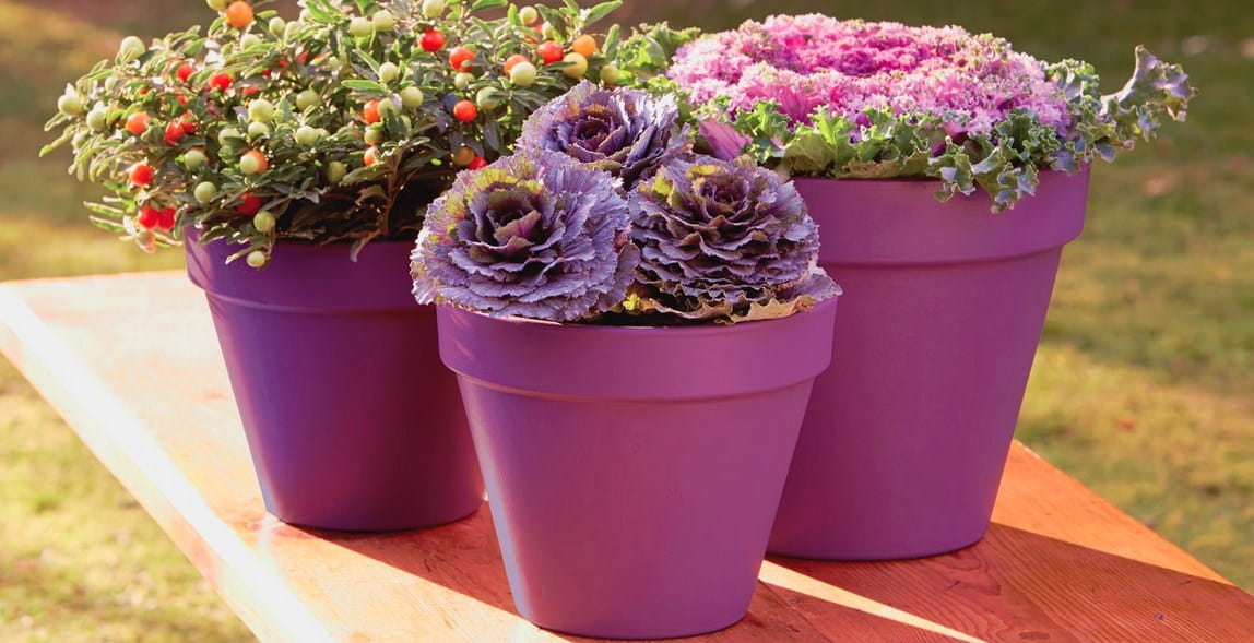 lawendowe-wzgorze-viva-garden.jpg