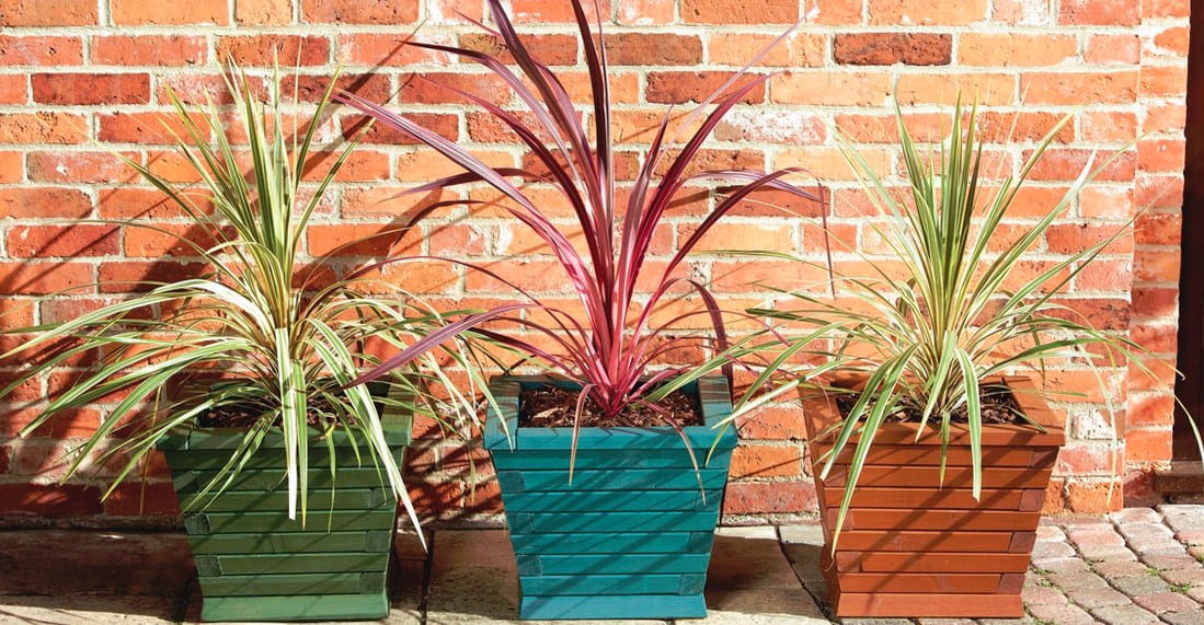 niebieska-funkia-viva-garden.jpg