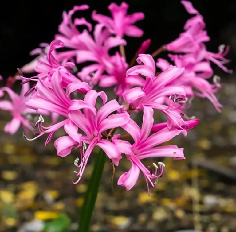 nerine-bowdeni-rozowa.JPG