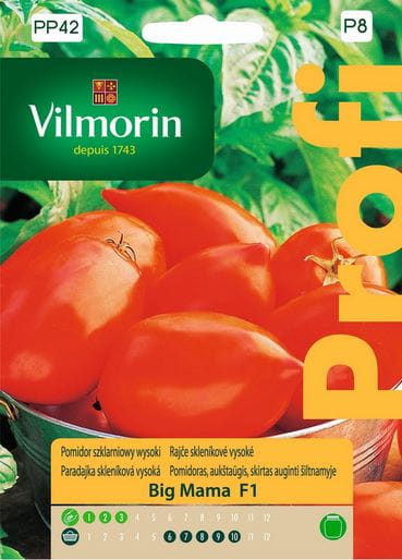 pomidor-szklarniowy-wysoki-big-mama-vilmorin-nasiona.JPG