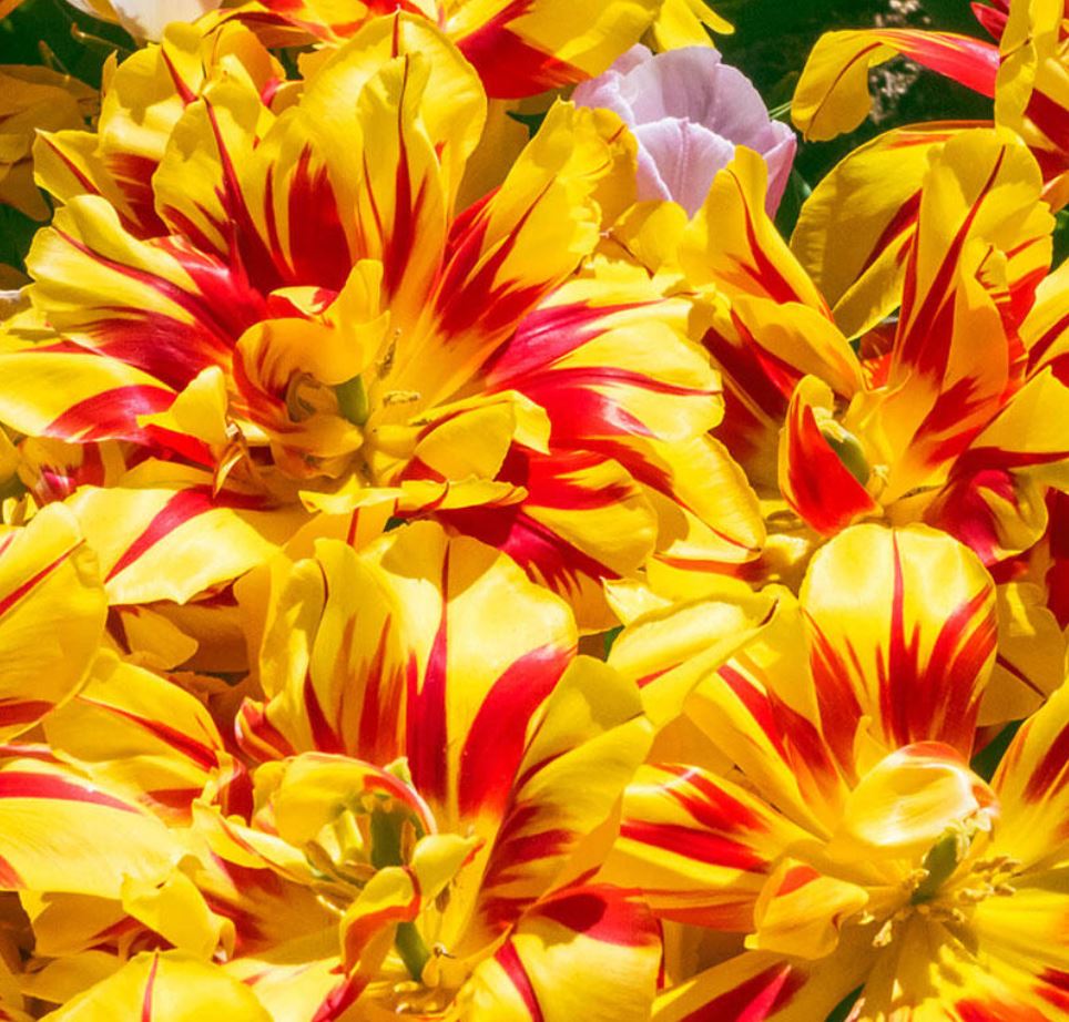 tulipany-pelne-monsella-cebulki.JPG