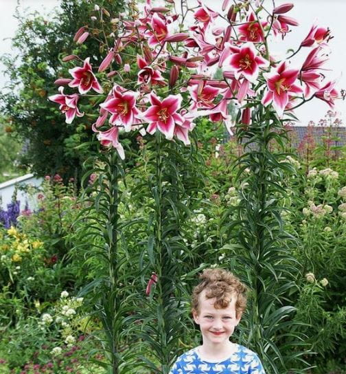 lilia drzewiasta frontera.JPG