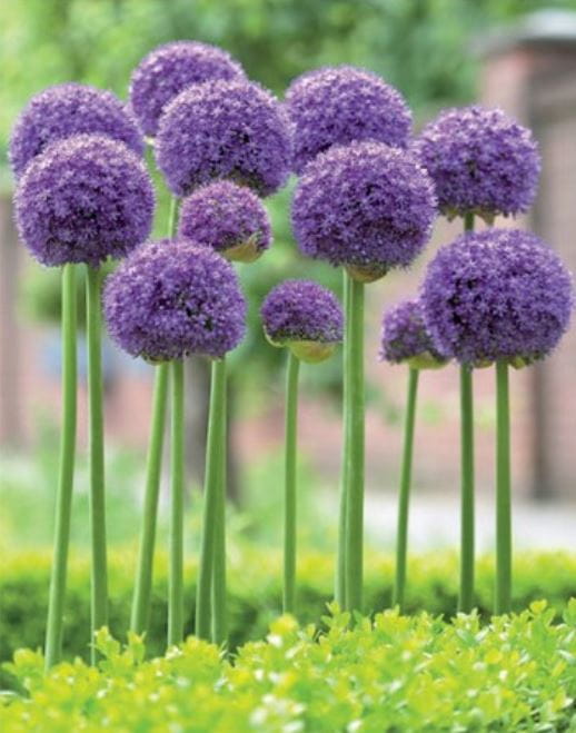 allium-gladiator.JPG