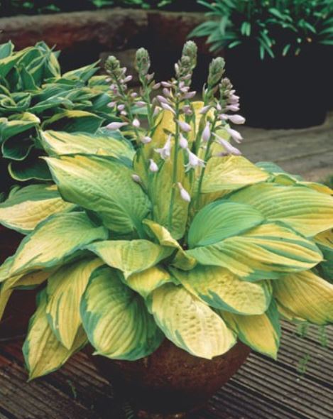 hosta-gold-standard.JPG