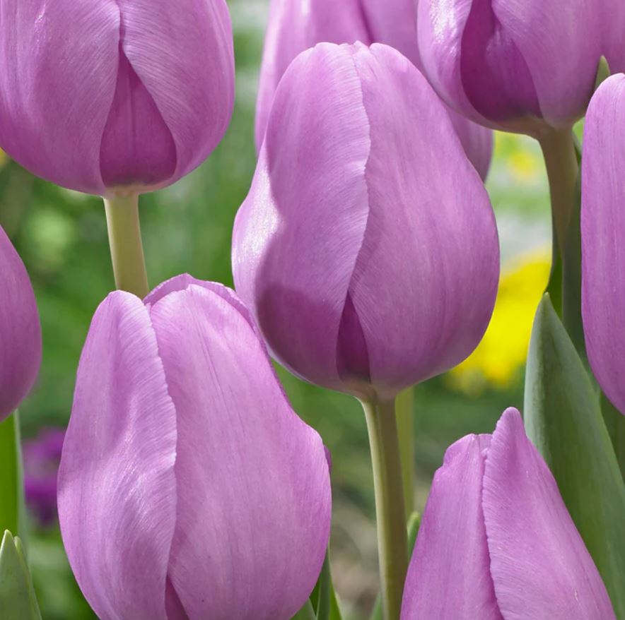 tulipan-alibi-2.JPG