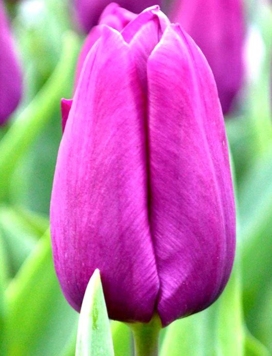 tulipan-purple-prince.JPG