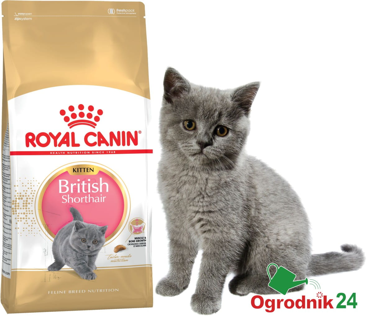 Royal_Canin_British_Shorthair_Kitten_ogrodnik24.jpg