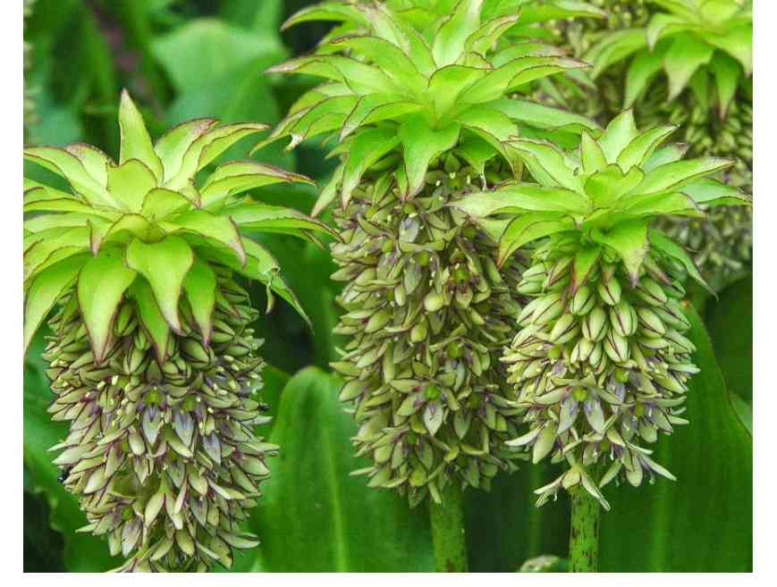 eucomis.jpg